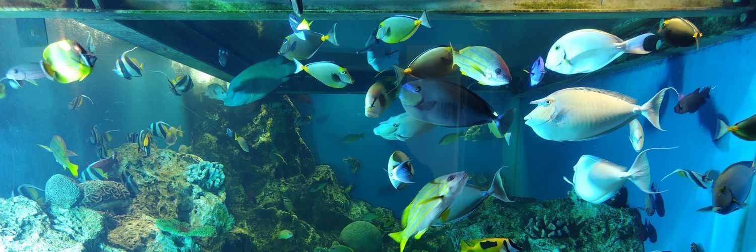 koduck_island's profile banner image