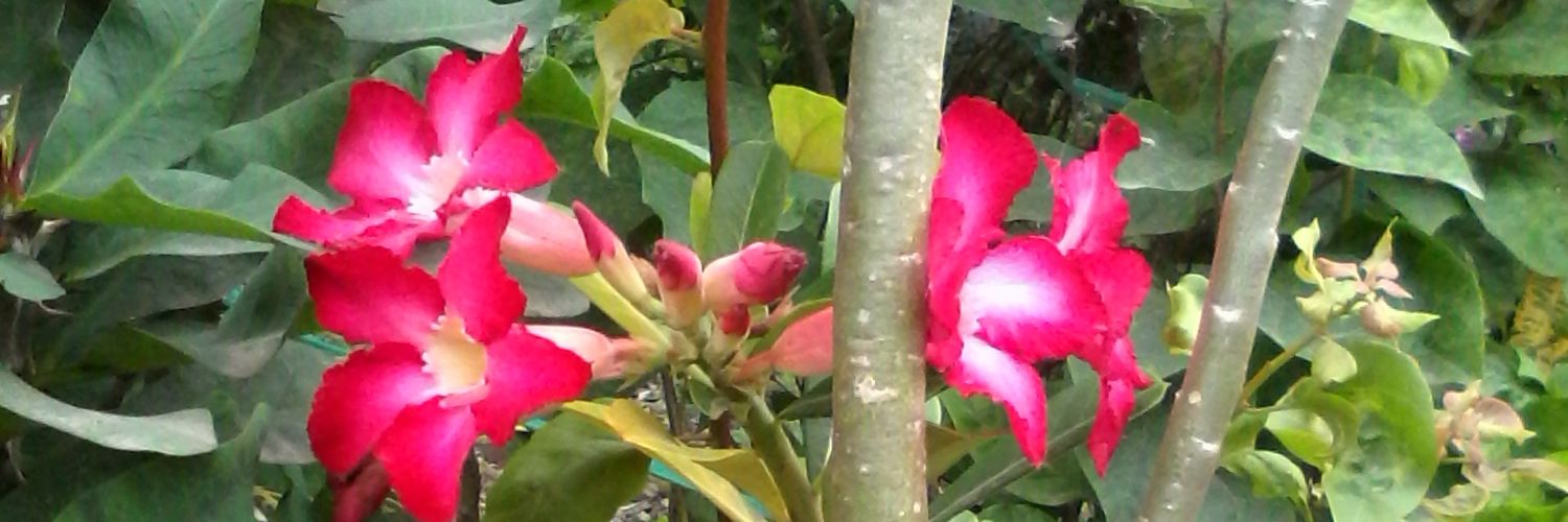 sitirusmini7's profile banner image