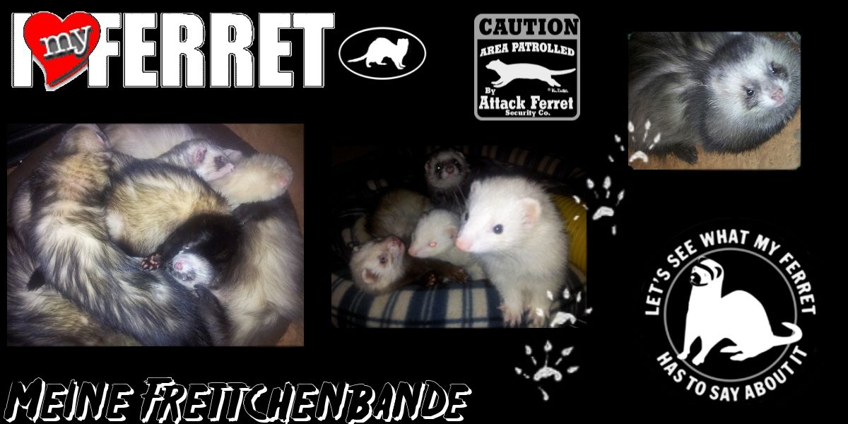 MeineFrettchen's profile banner image