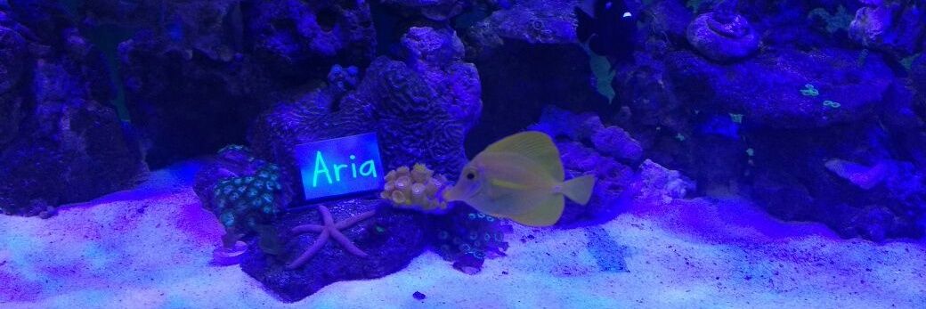 AryaaLeo's profile banner image