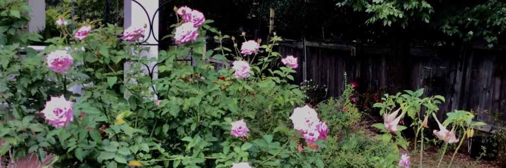 gardengal321's profile banner image