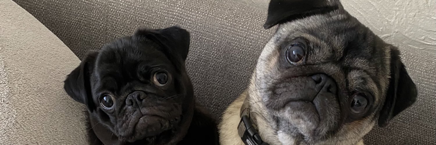 BritpawsLew's profile banner image