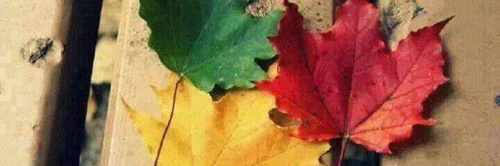 chepawa's profile banner image