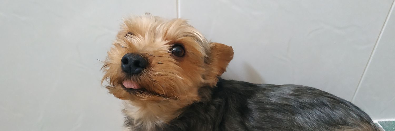 sheeiloota's profile banner image