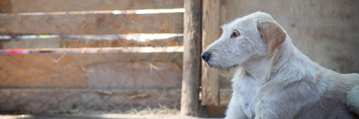 Mirada Animal Chile banner