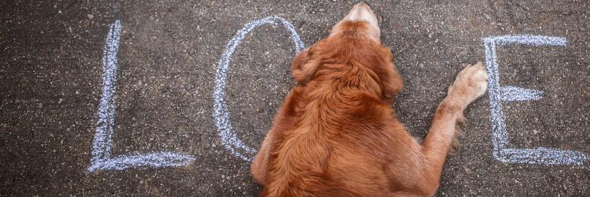 Pawsitiveproj's profile banner image