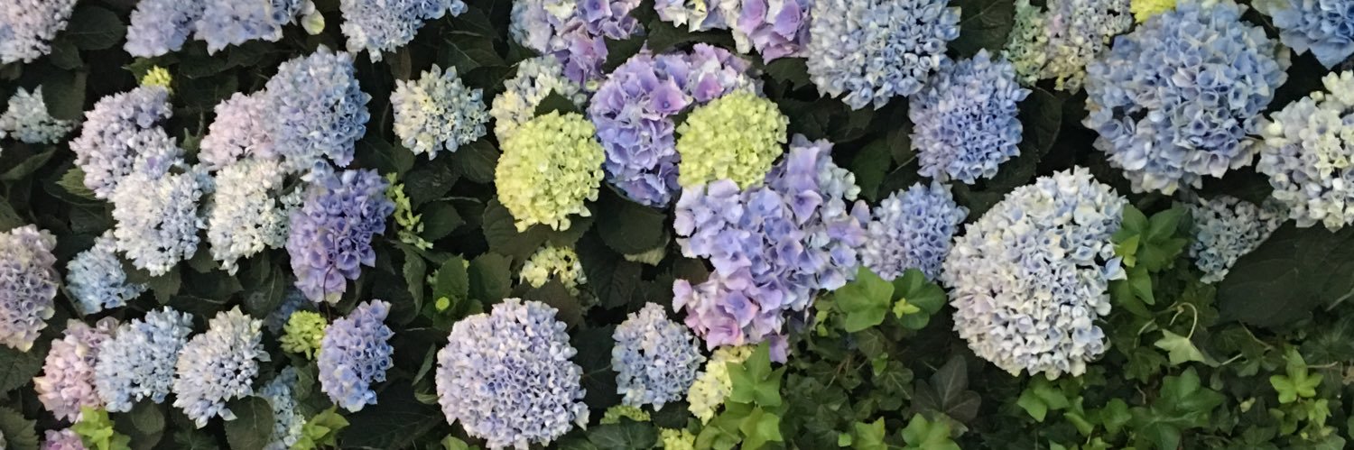 AnnaThibault's profile banner image