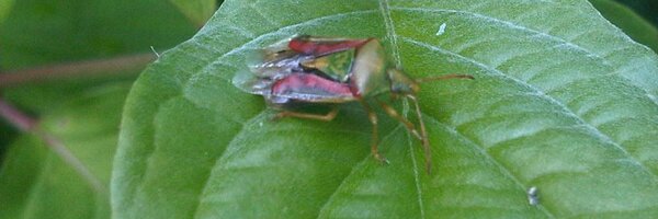 theoreet Profile Banner