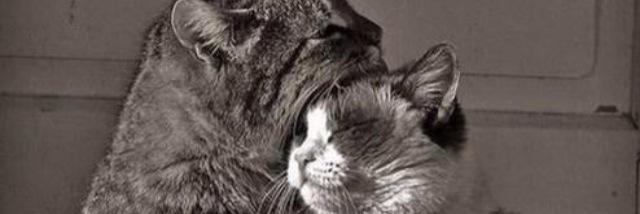 Ivykit45's profile banner image
