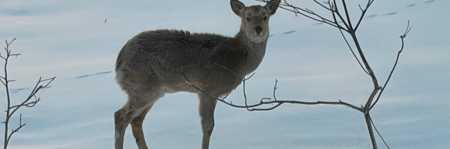 mossal8383's profile banner image