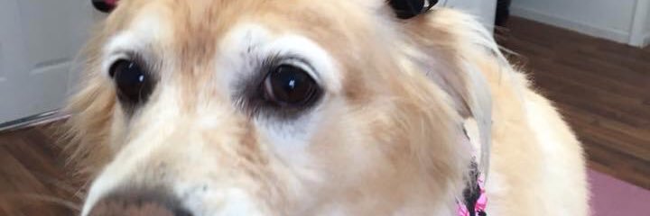 Sherill E. Howell banner