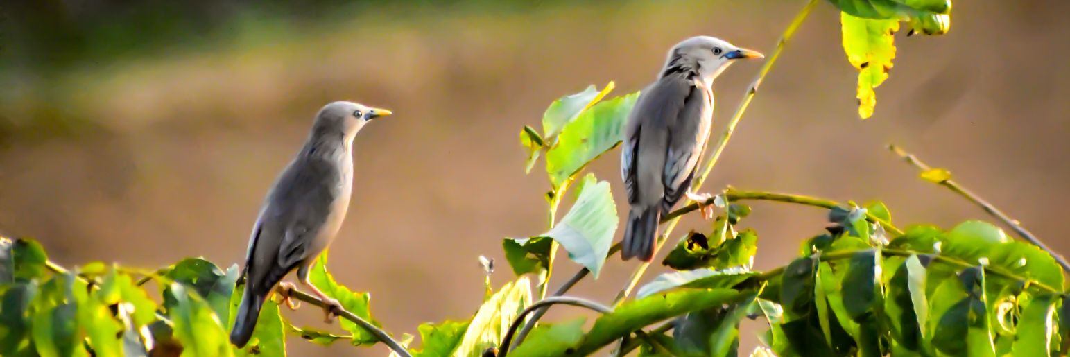 dipardip's profile banner image
