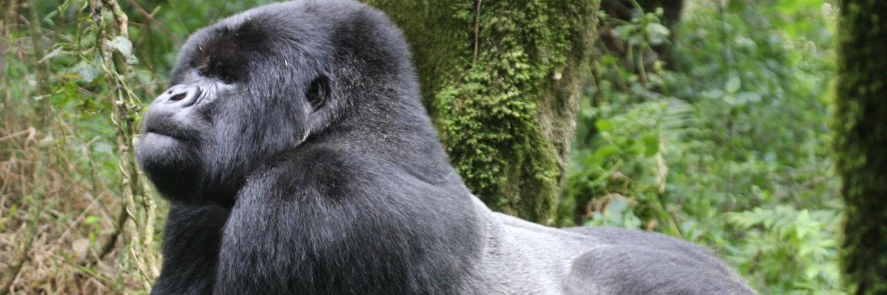 sbgorillaboi's profile banner image
