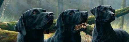 norm0308's profile banner image