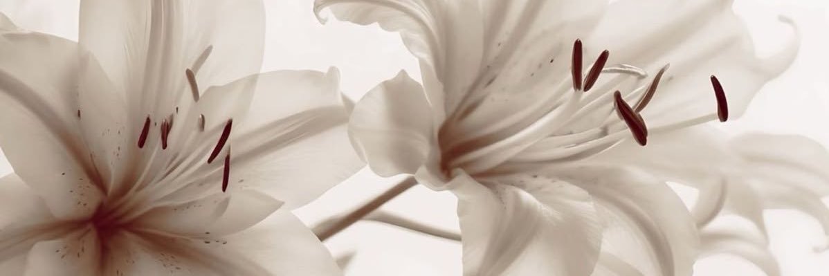 petaIsofgrace's profile banner image