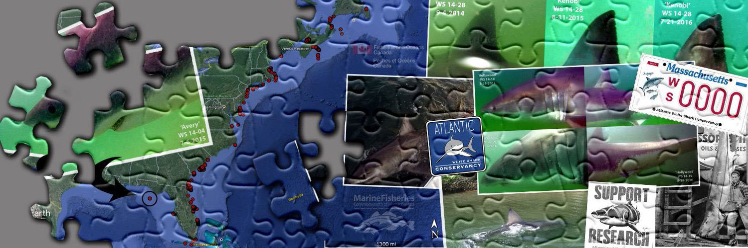 MA Sharks 🦈 banner