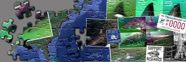 MA_Sharks Profile Banner
