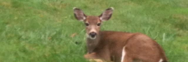 SecularFranciscan banner