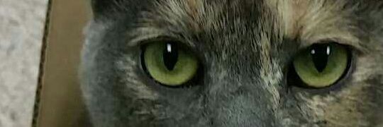 zach_ops's profile banner image