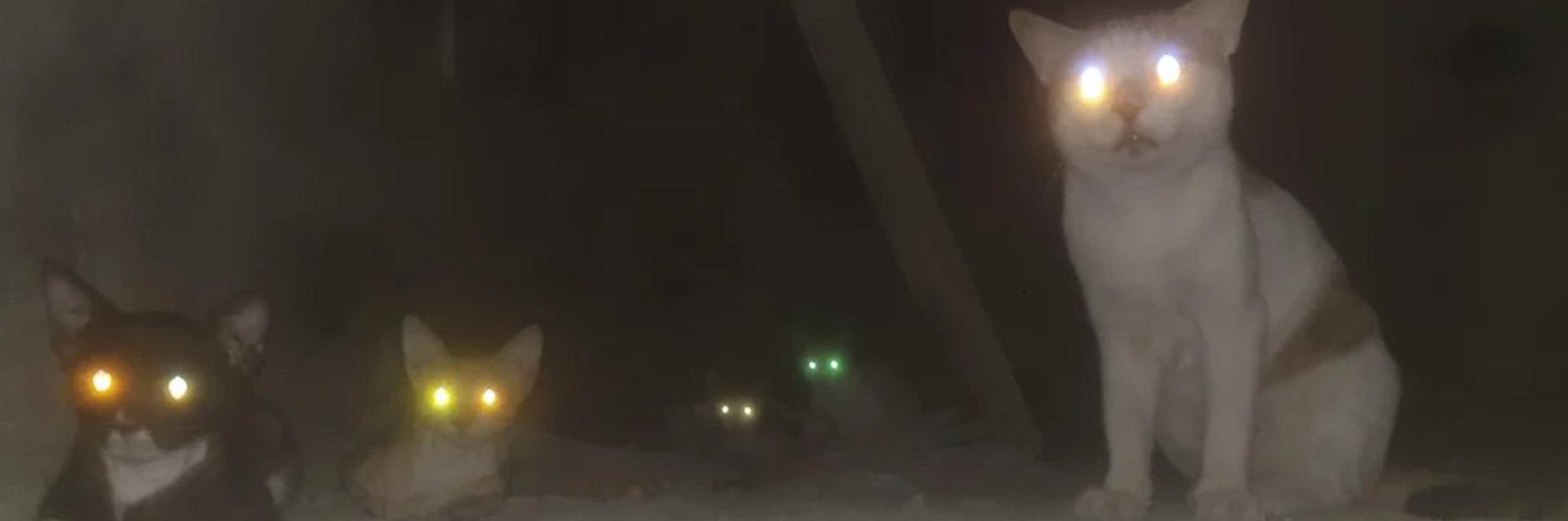 sammybaae's profile banner image