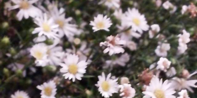 KristalMier's profile banner image