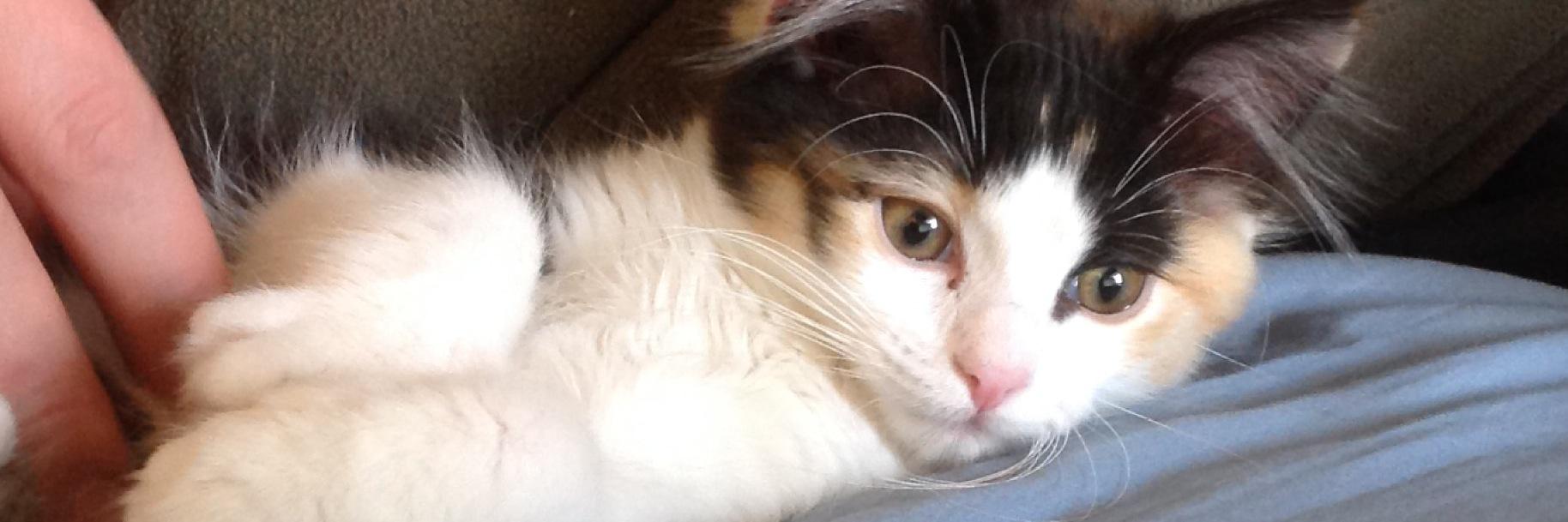 KichitheCat's profile banner image