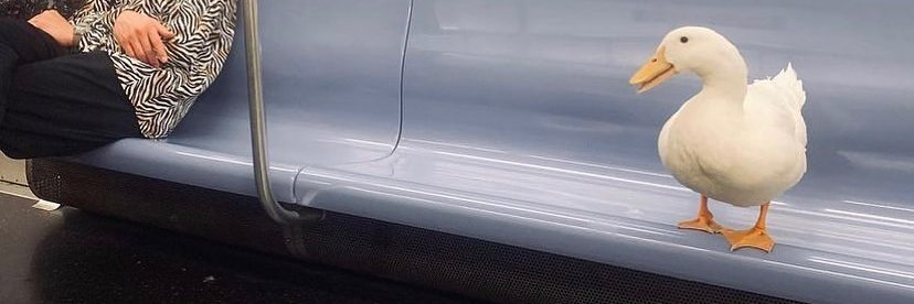 Kattobe banner
