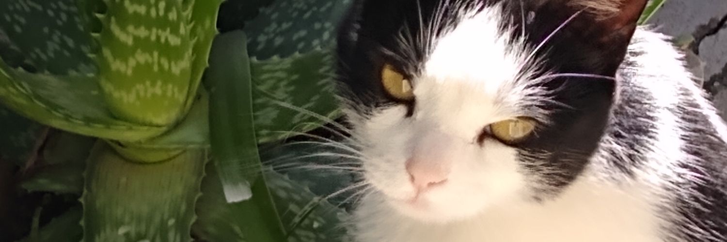 ceeecig's profile banner image