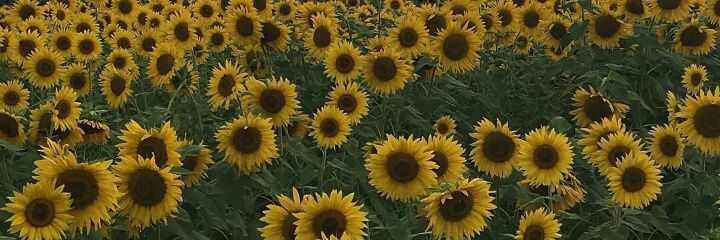 _chi_cri_01's profile banner image