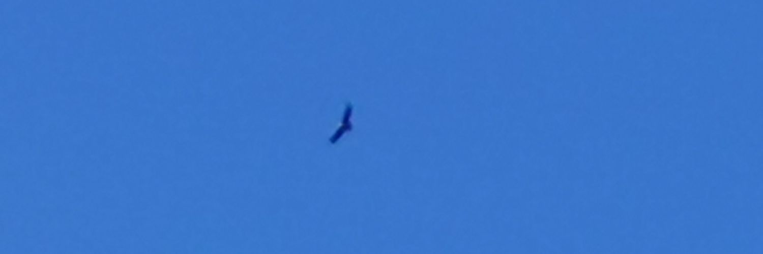 Marian Robles. banner