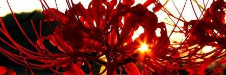 osunigiri's profile banner image