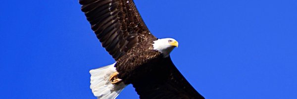 txlightning Profile Banner