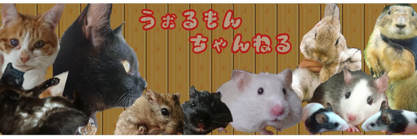 wolmonvy's profile banner image