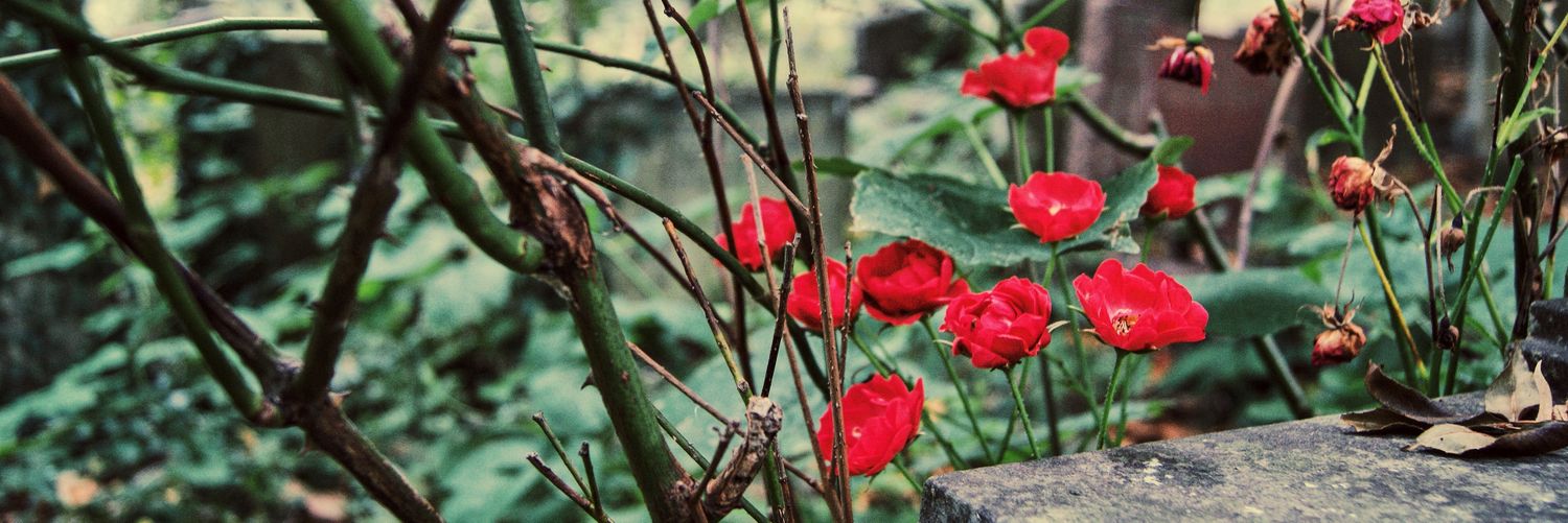 annlexitimia's profile banner image