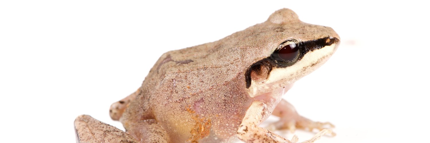rutiper's profile banner image