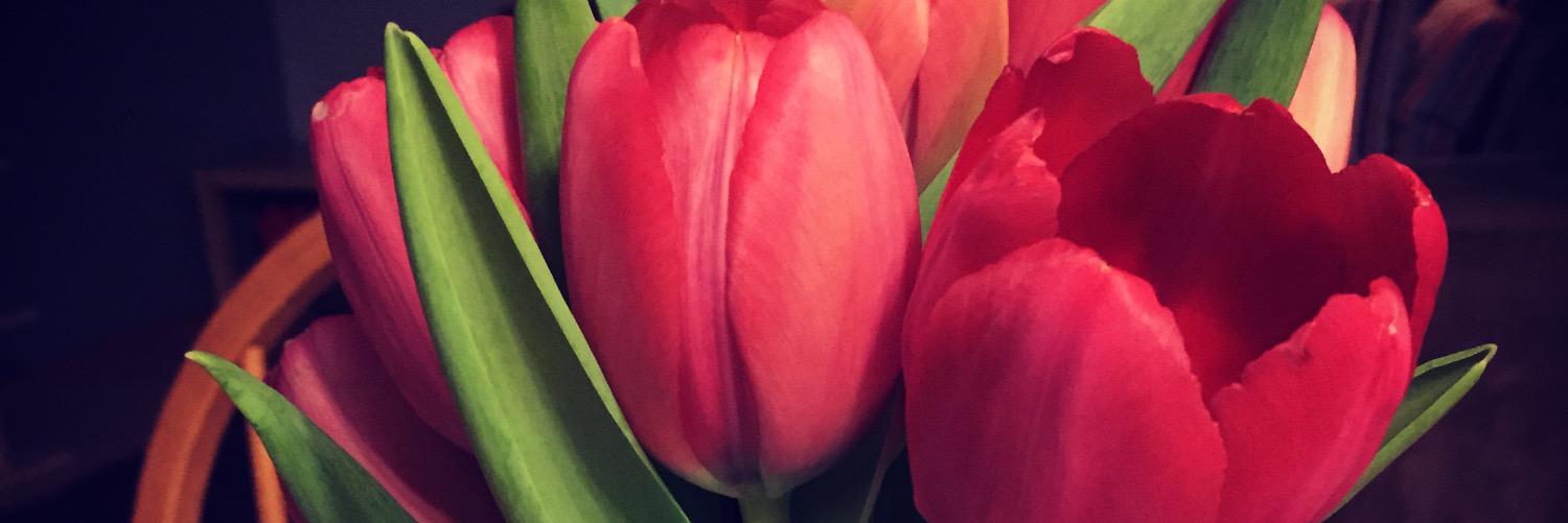 Roxane Dupuis banner