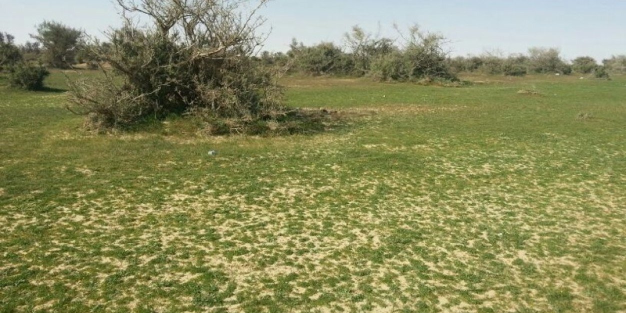 راعي سوالف banner