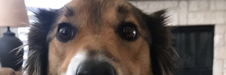 allieegarrison's profile banner image
