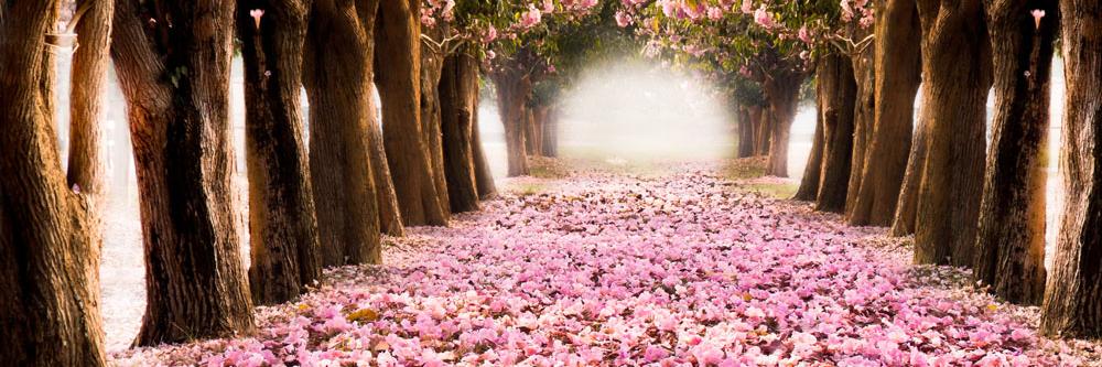 pinky51244's profile banner image