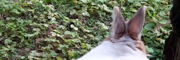 MoHouColon's profile banner image