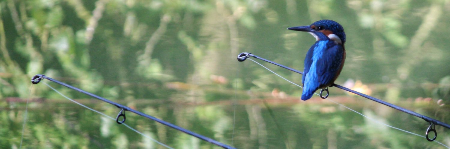 CarpStudy's profile banner image