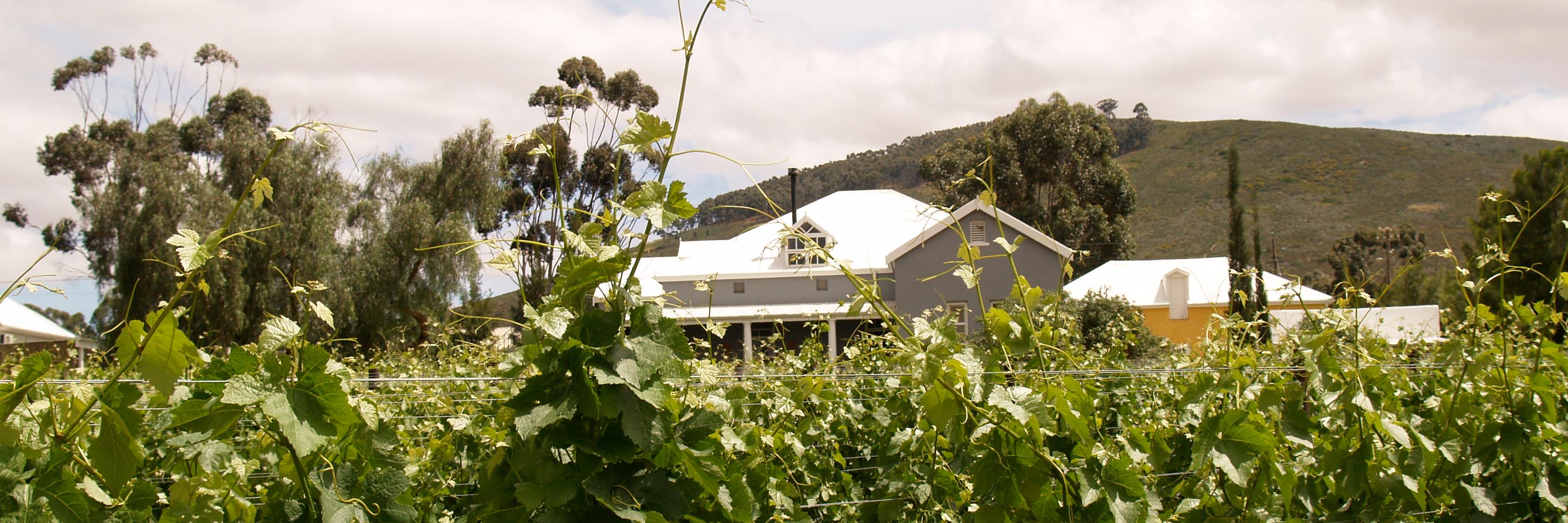 Wildehurst Wines banner