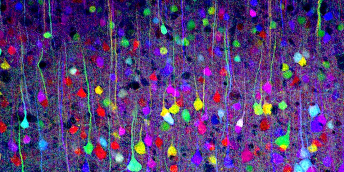 Dr. Ruth Helen Faram banner