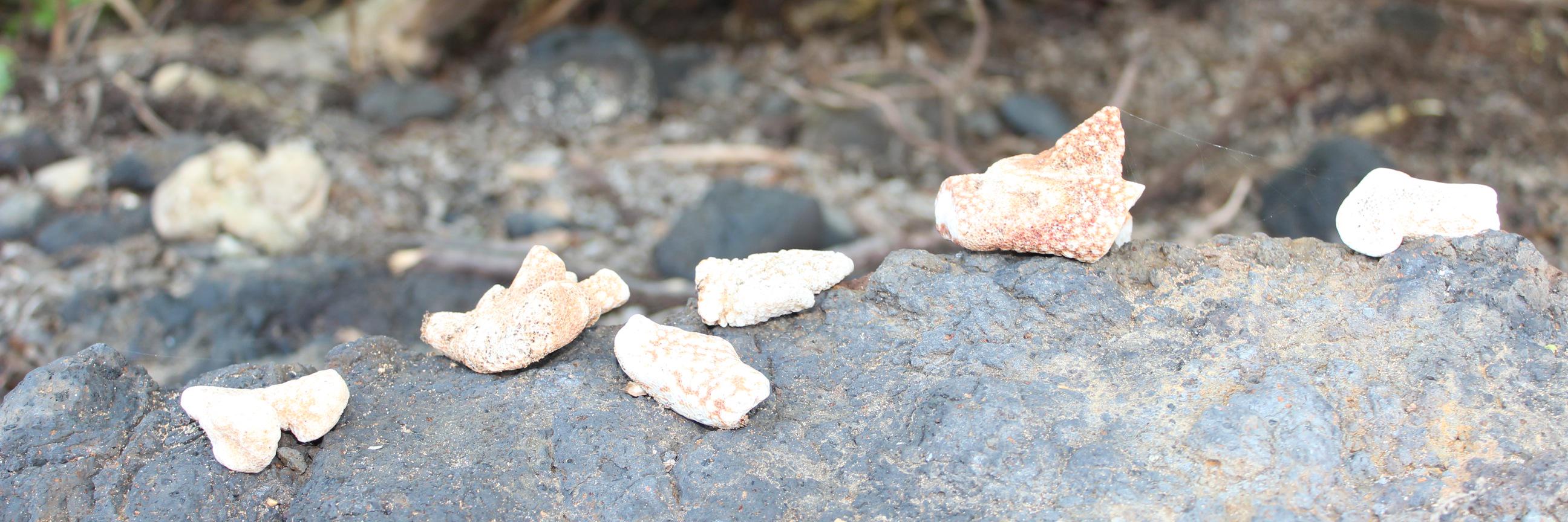 Serena Lendzyk banner