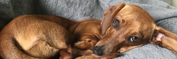 AnissaGonzalez Profile Banner