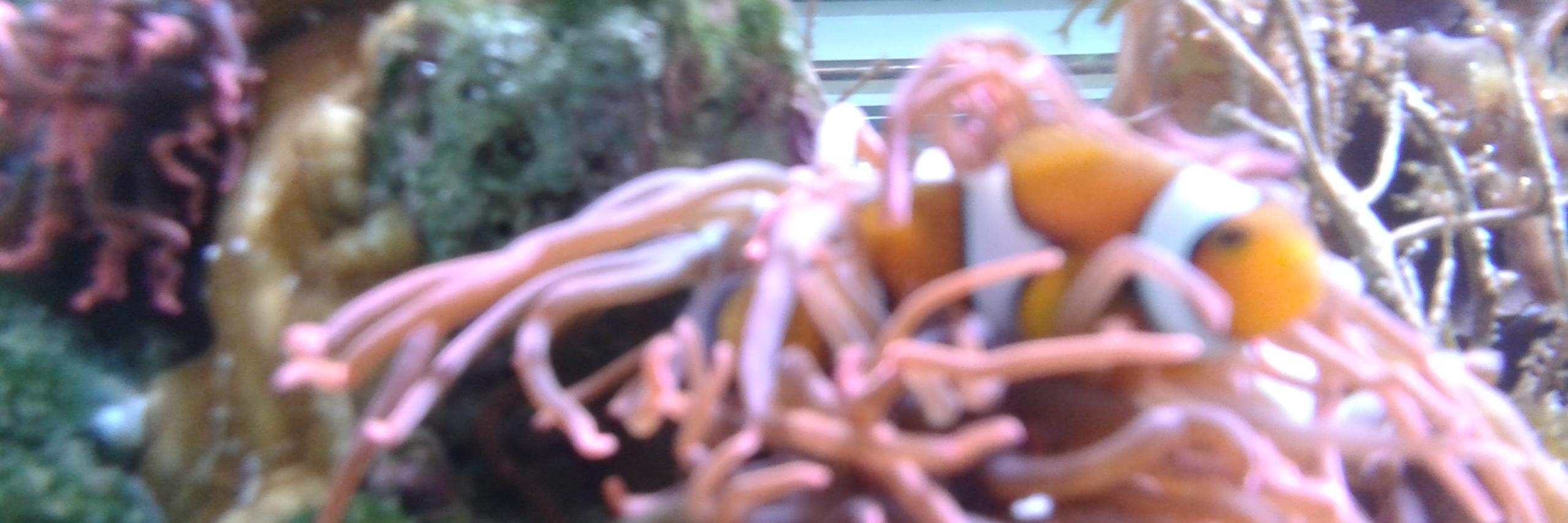 Sebastian Zanner banner