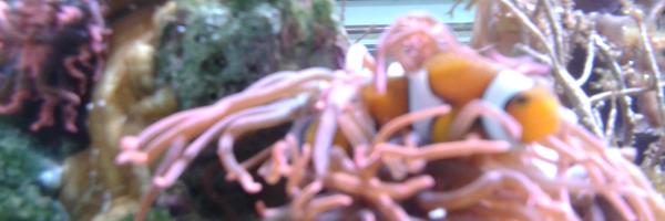 Snapastian Profile Banner