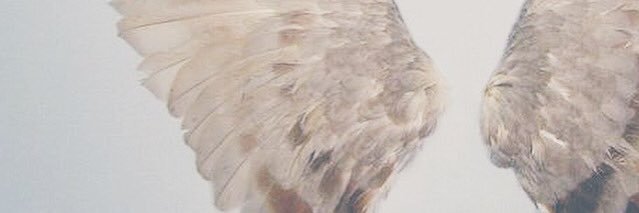 shannondiresta's profile banner image
