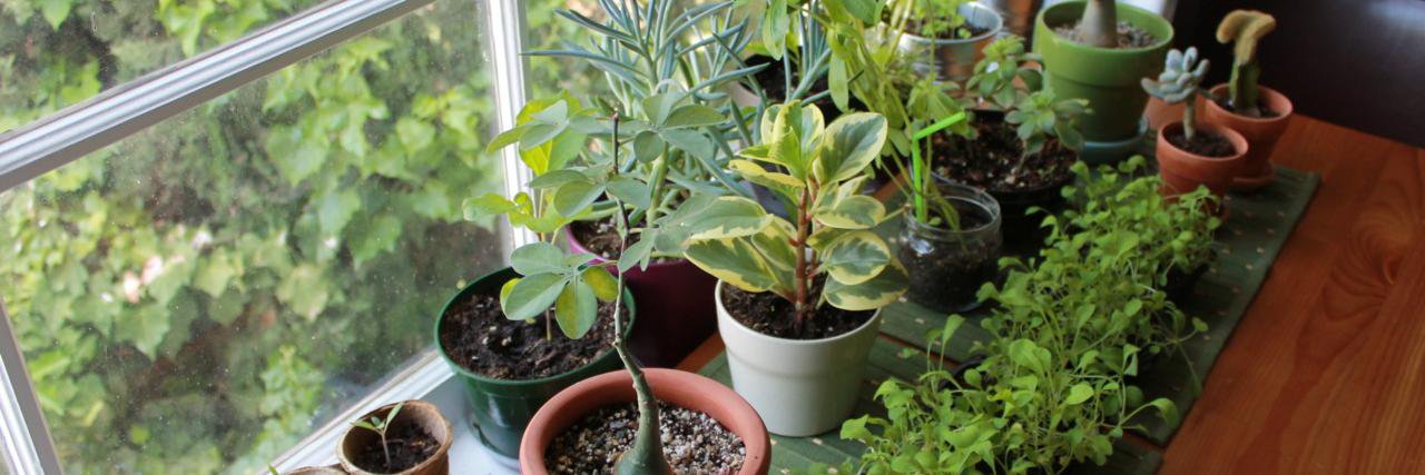 FoliatePlantDom's profile banner image
