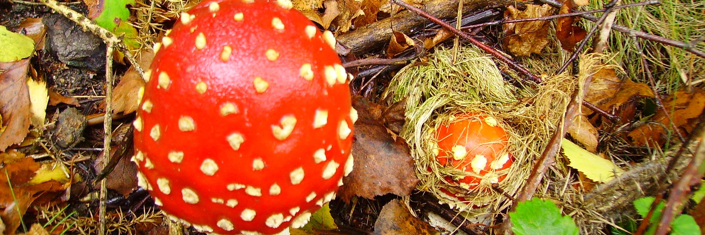 ColinDilley's profile banner image